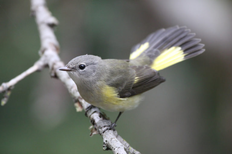 North Carolina Mountain Birds: American Redstart