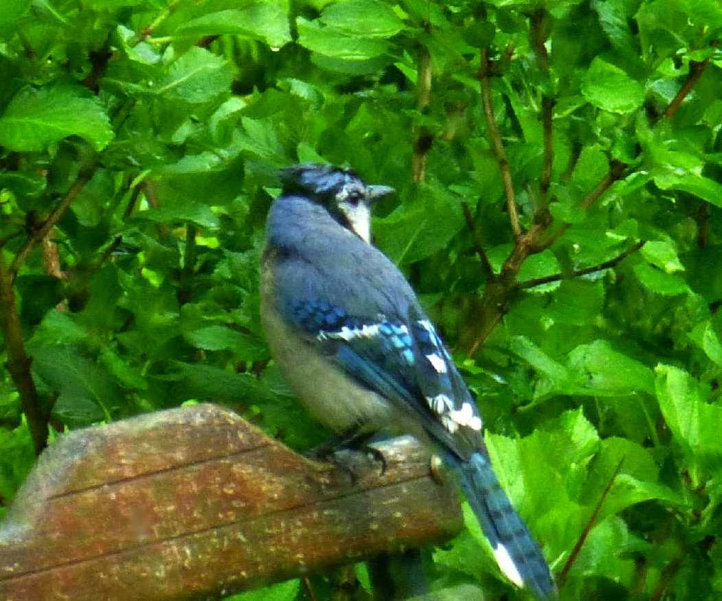 north-carolina-mountain-birds-blue-jay