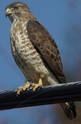 North Carolina Mountain Birds: Broad-winged Hawk