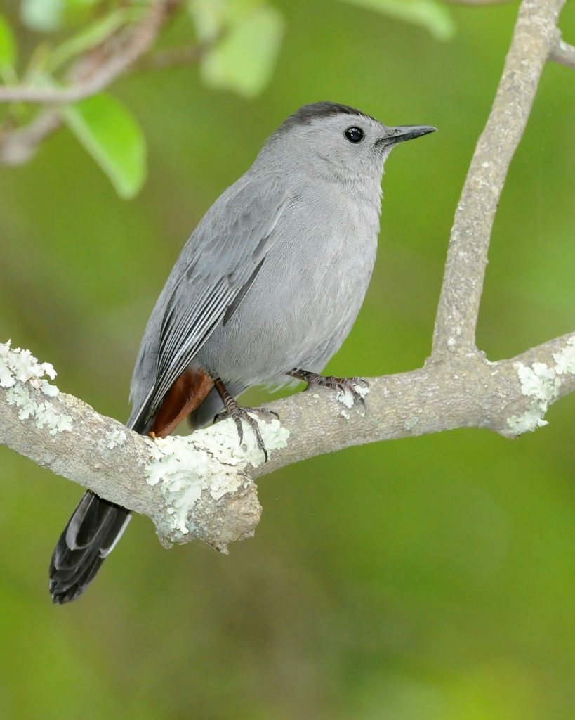 North Carolina Mountain Birds: Gray Catbird