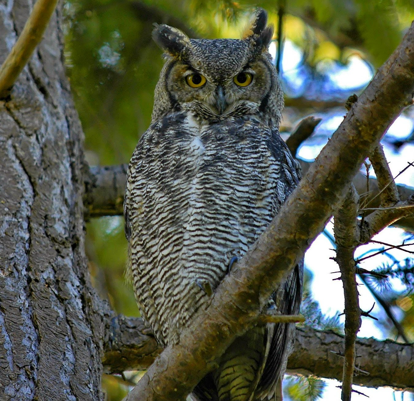 North Carolina Mountain Birds: Great Horned Owl