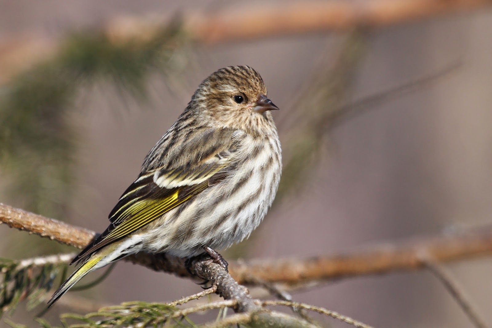 north-carolina-mountain-birds-pine-siskin