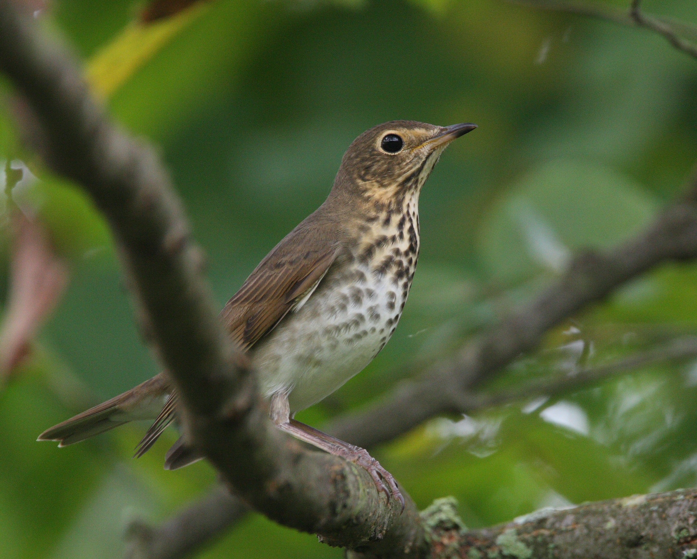 North Carolina Mountain Birds Swainson s Thrush